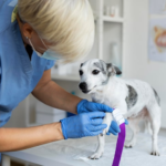 Emergency & Urgent Veterinary Care